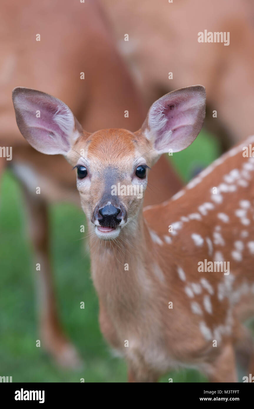 Whitetail Deer Bébé faon closeup Banque D'Images