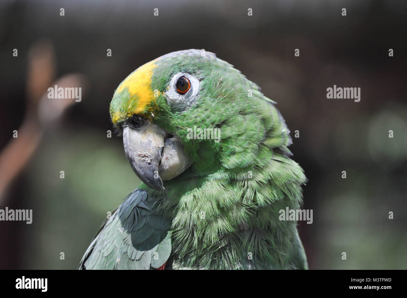 Oiseau jaune Amazon couronné Banque D'Images