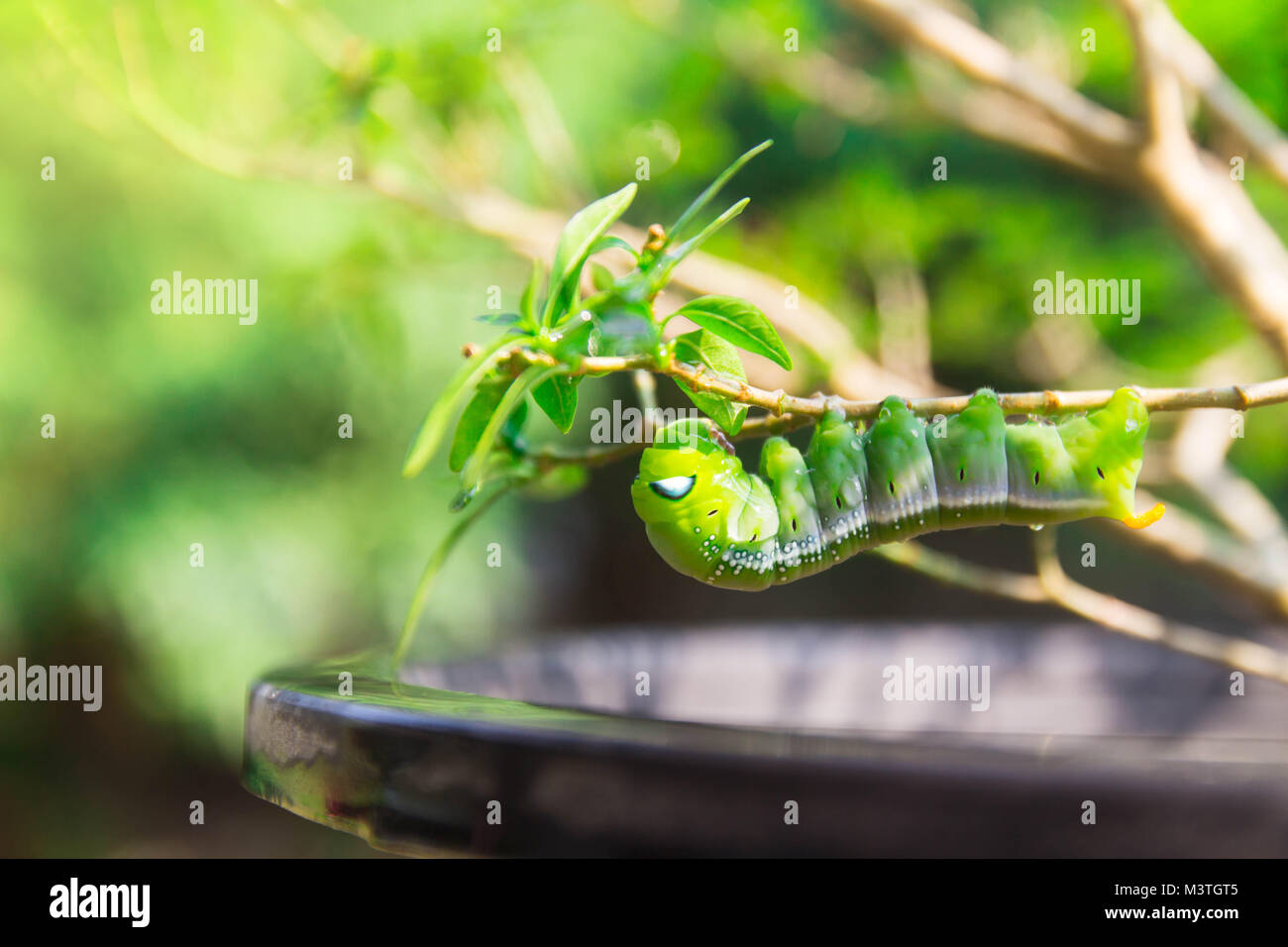 Hawk-moth vert (Daphnis nerii, Sphingidae) escalade caterpillar usine manger Banque D'Images