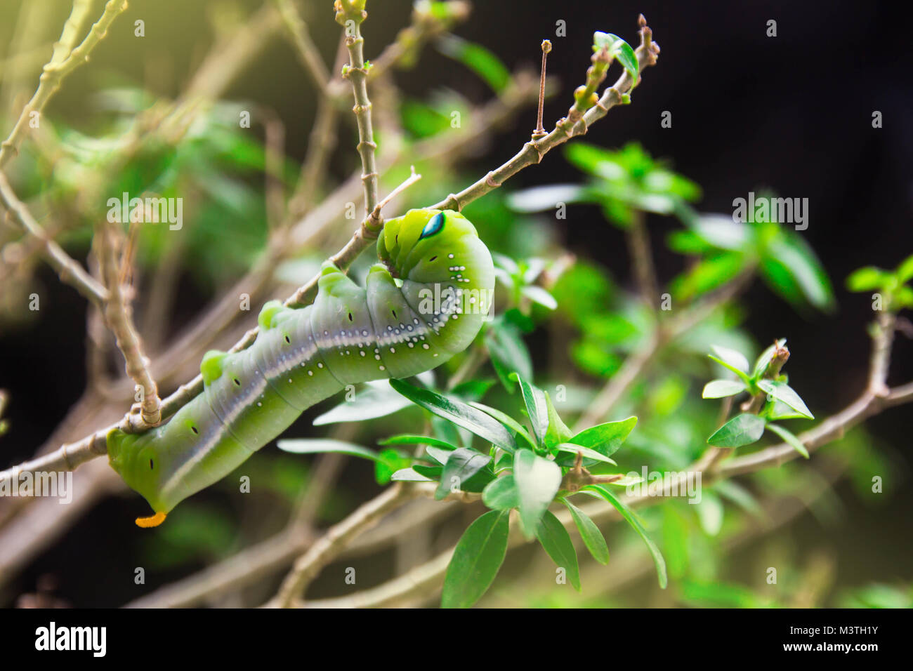 Hawk-moth vert (Daphnis nerii, Sphingidae) escalade caterpillar usine manger Banque D'Images