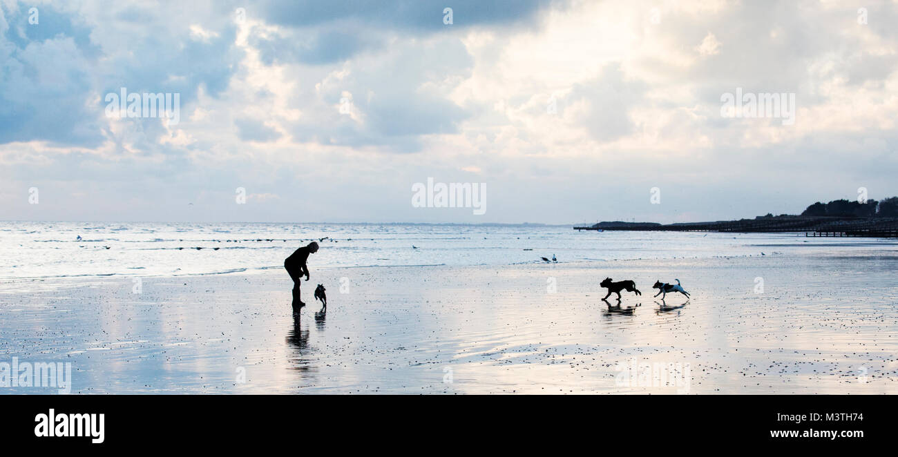 Un chien walker avec trois chiens qui courent sur Climping beach, West Sussex. Leurs ombres se reflètent dans le sable humide et les derniers rayons de soleil. Banque D'Images