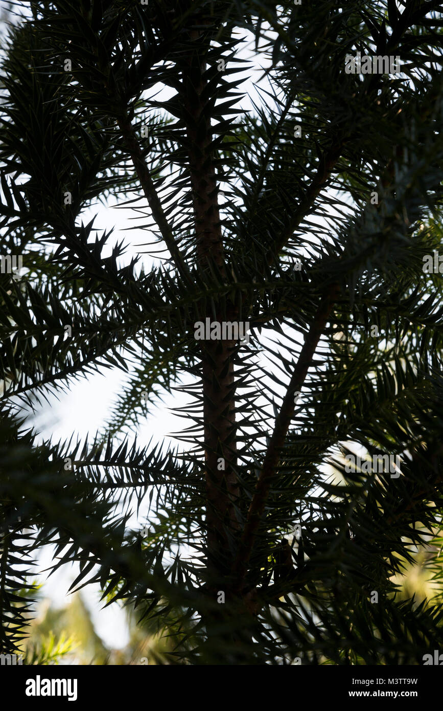 Scènes de la nature dans un jardin du nord de la Floride. Banque D'Images