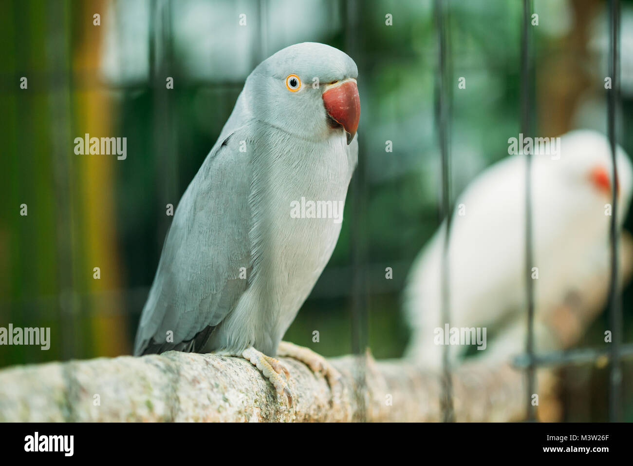 Héron pourpré également connu sous le nom de la Perruche à collier dans le Zoo. Cage à oiseaux sauvages. Banque D'Images