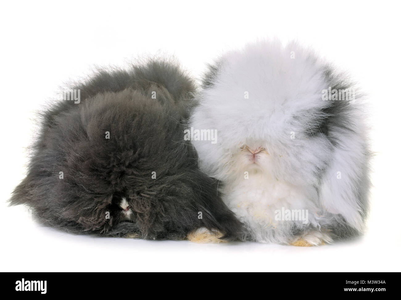 Lop-eared rabbits in front of white background Banque D'Images