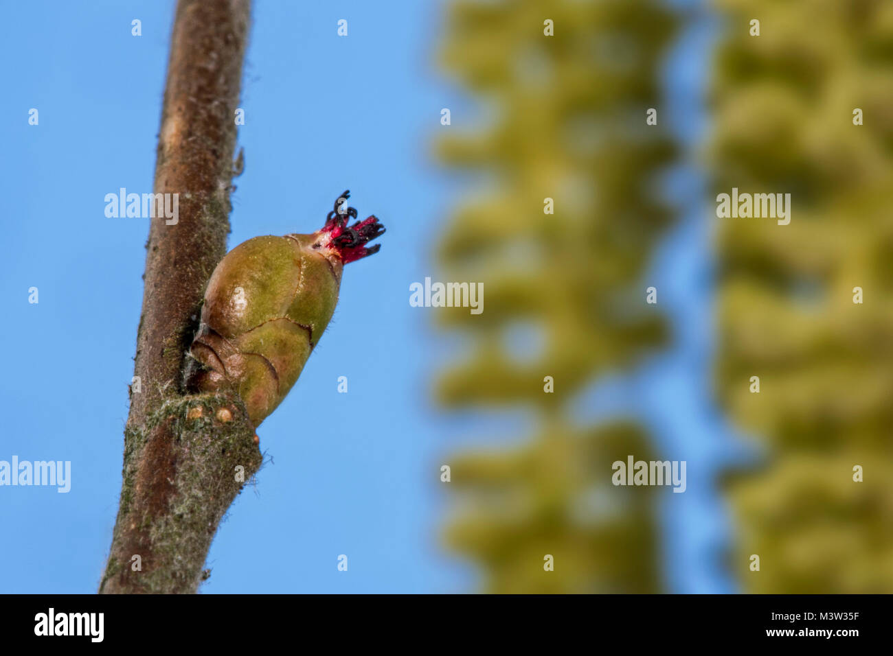 Le noisetier commun (Corylus avellana) châton de bud, dissimulé dans les styles avec seulement rouge visible contre le ciel bleu Banque D'Images