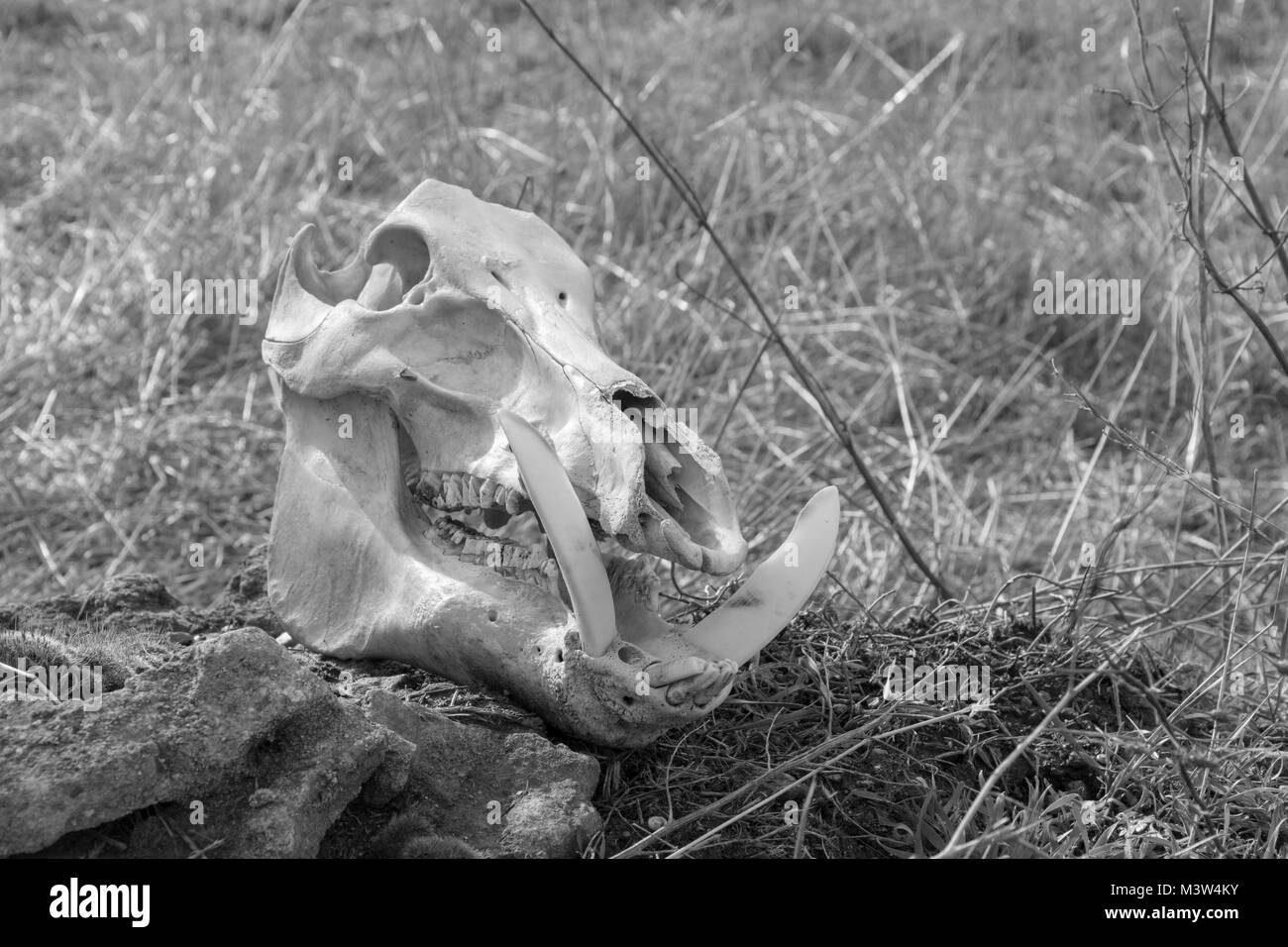 Crâne d'un sanglier sur un fond d'herbe sèche, photo en noir et blanc Banque D'Images