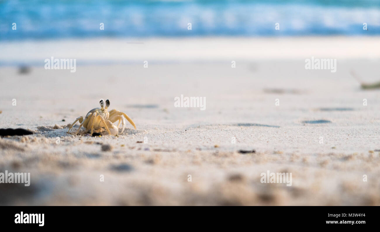 Petit crabe sable aller à l'extérieur de son trou pendant que le soleil est à la baisse pour sa vie nocturne. Banque D'Images