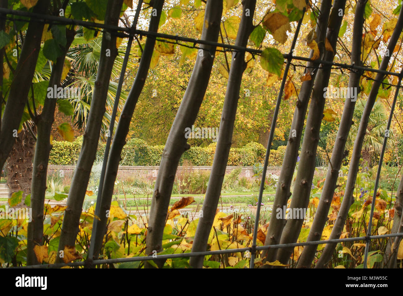 Vue à la recherche à travers des supports et les troncs d'un arbre formé à la pergola jardin en contrebas à Kensington Palace, Londres montrant couleurs d'automne Banque D'Images