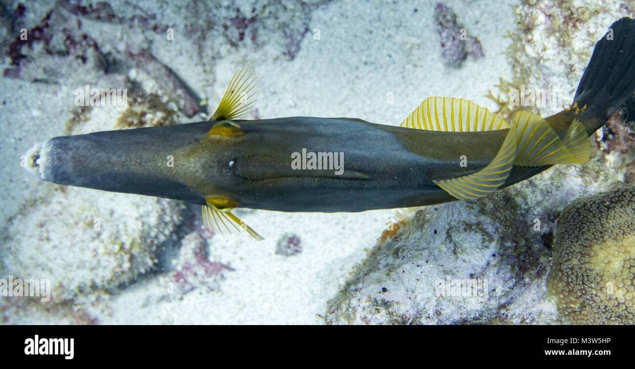 Cantherhines macrocerus, communément appelé le whitespotted whitespotted ou balistes balistes américains, est un poisson marin trouvés le long de la côte de Flor Banque D'Images