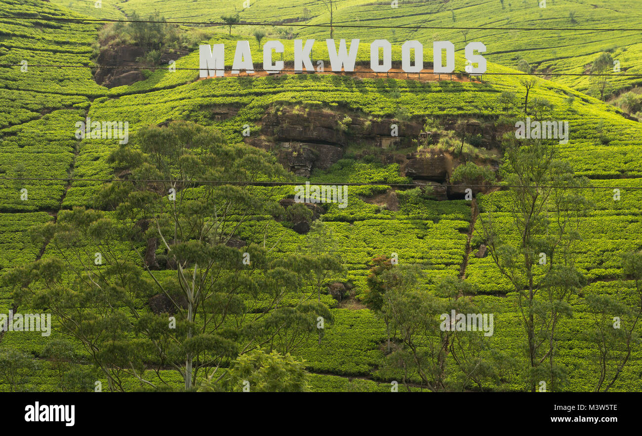 Sri Lanka - Novembre 2013 : Mackwoods signe sur la plantation de thé au Sri Lanka Banque D'Images
