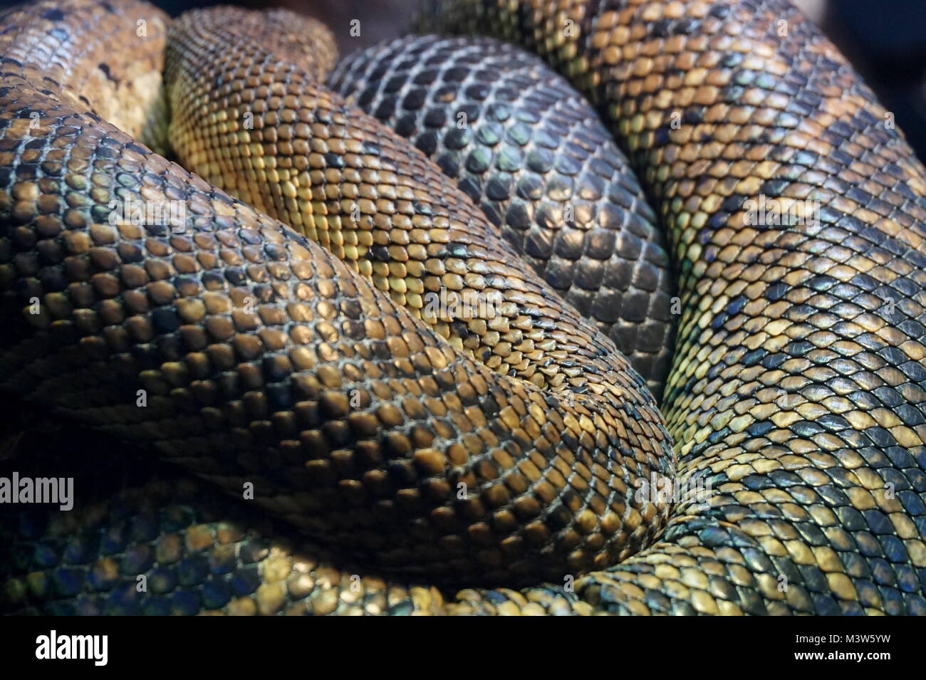 Serpent dans la maison de reptile dans le Zoo de Londres, Londres Banque D'Images