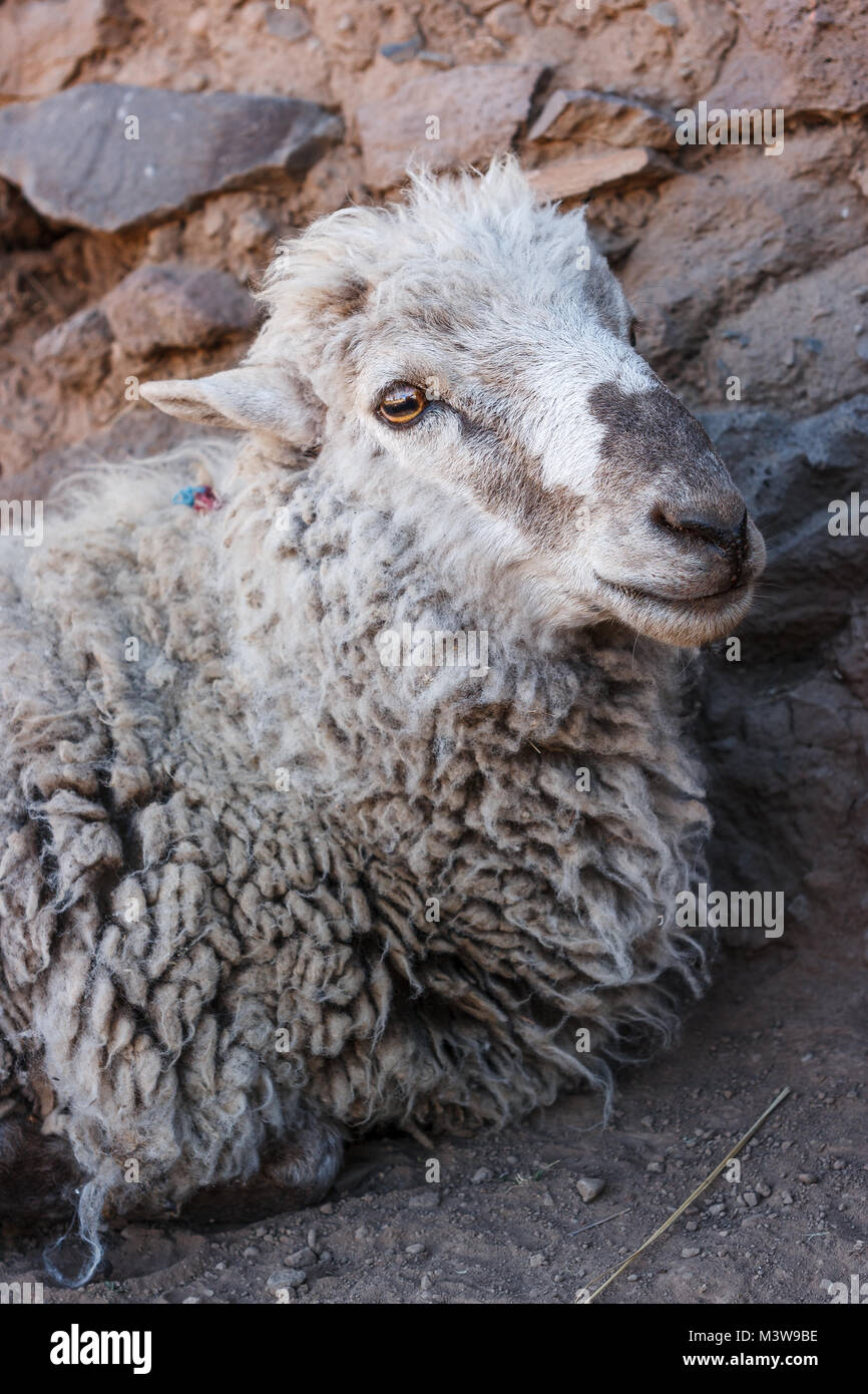 Un mouton, l'Île Amantani, lac Titicaca, Pérou Banque D'Images