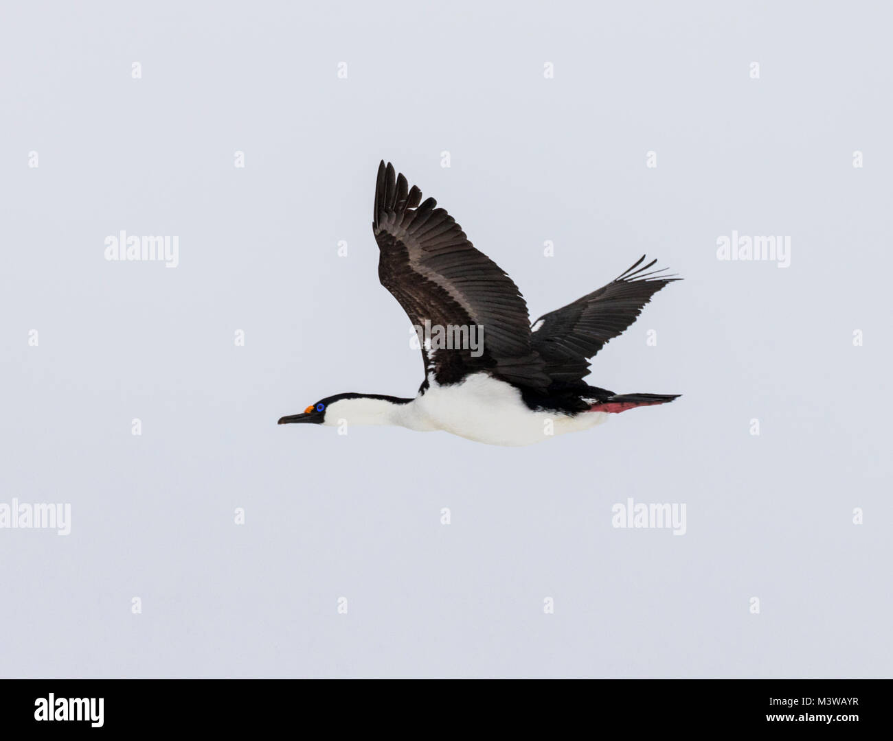 ; Cormorant shag antarctique ; Leucocarbo bransfieldensis ; blue-eyed shag ; oiseau ; Half Moon Island, Antarctica Banque D'Images