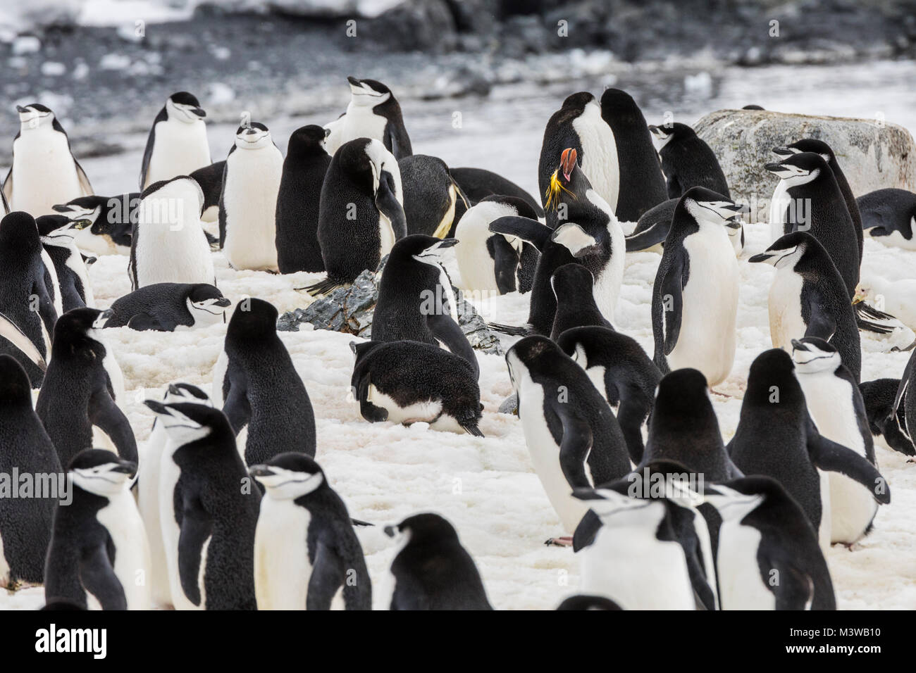 Manchot de Macaroni seul sur une rookerie avec pingouins de collier ; pingouin à anneaux ; pingouin à barbe ; pingouin de patache de pierre ; Half Moon Island ; Antarctique Banque D'Images