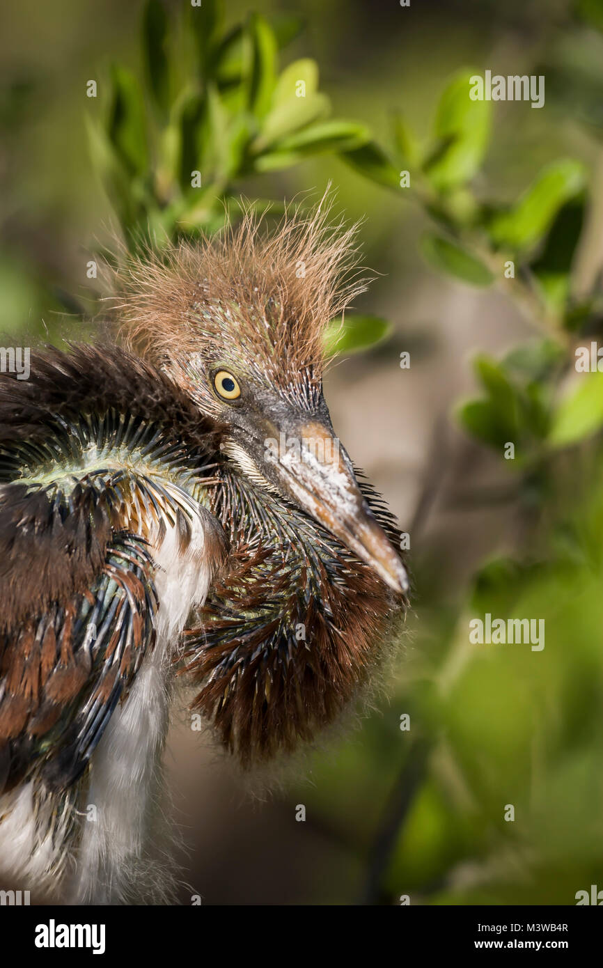 Aigrette tricolore (Egretta tricolor) Portrait d'un jeune aigrette tricolore à St Augustine, Floride Banque D'Images