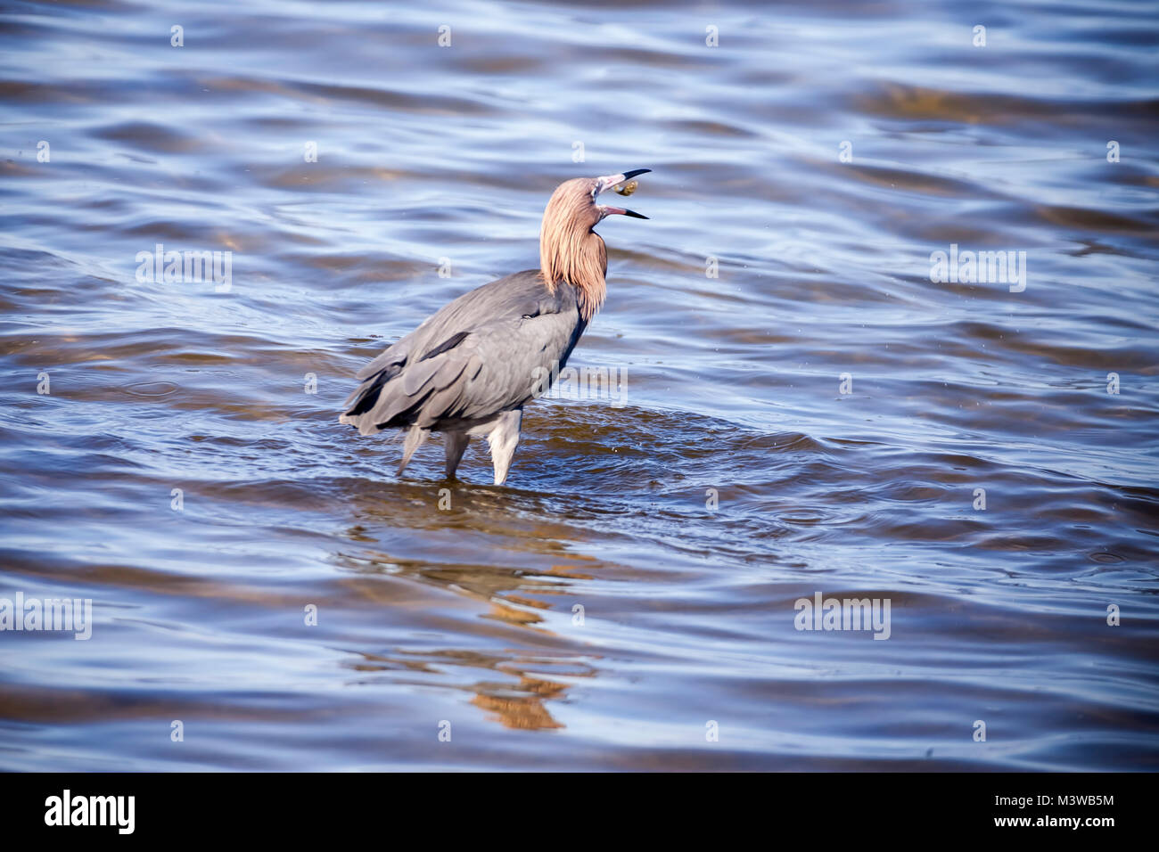 Aigrette garzette (Egretta rufescens rougeâtre) dans l'alimentation Canaveral National Seashore, Floride Banque D'Images