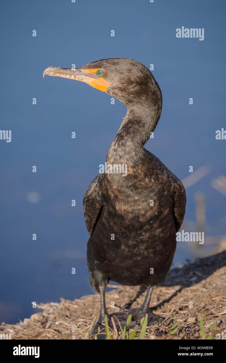 Cormoran à aigrettes (Phalacrocorax auritus) perché sur le rivage dans le parc national des Everglades, en Floride Banque D'Images