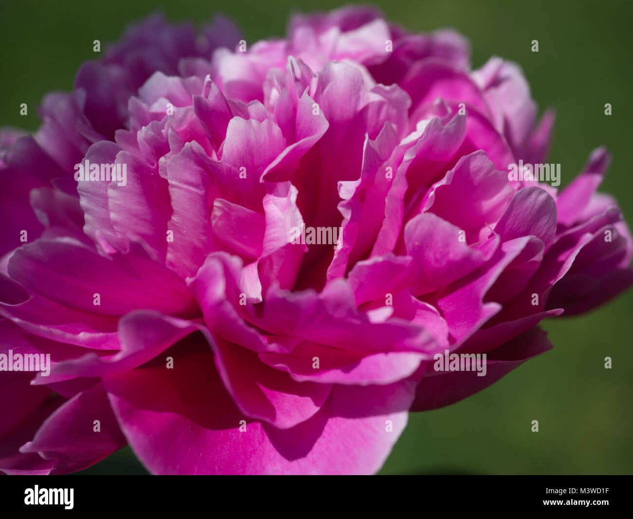 Grande fleur de pivoine rose vif Banque D'Images