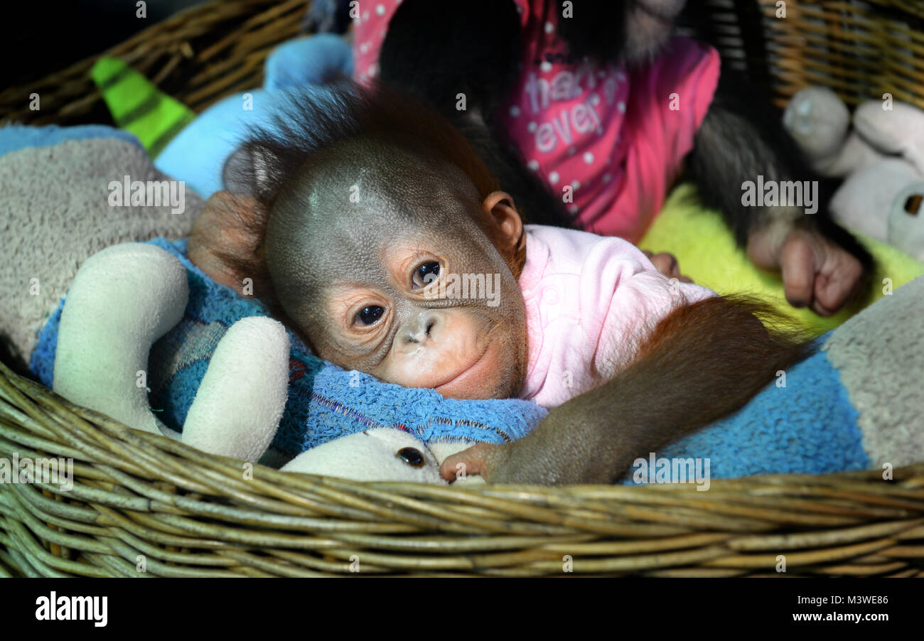 Jeune bébé de dormir l'orang-outan au zoo en Thaïlande Banque D'Images