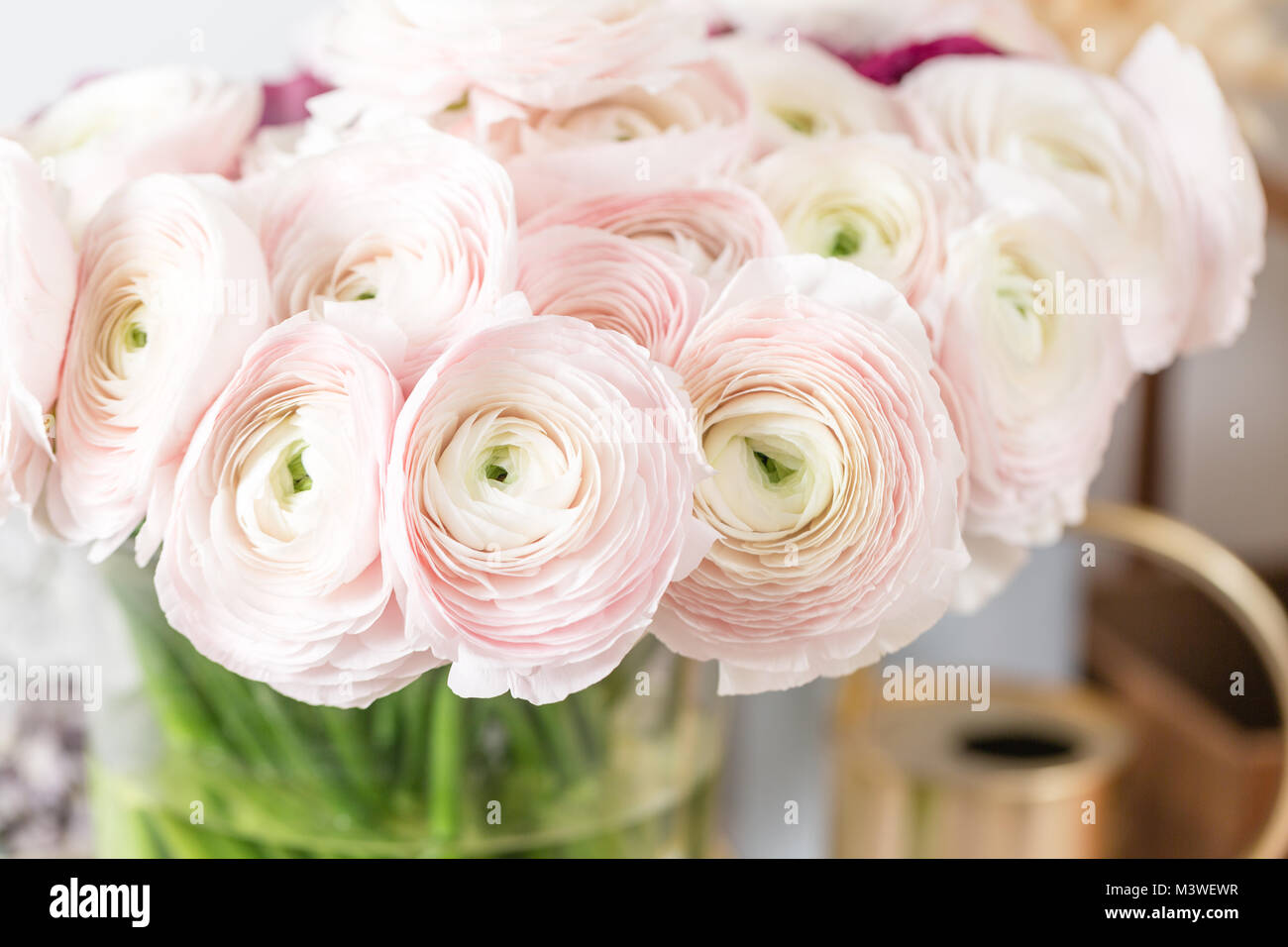 Renoncule de Perse. Bouquet de renoncules roses fleurs fond clair. Vase en  verre sur la table en bois vintage rose. Wallpaper Photo Stock - Alamy