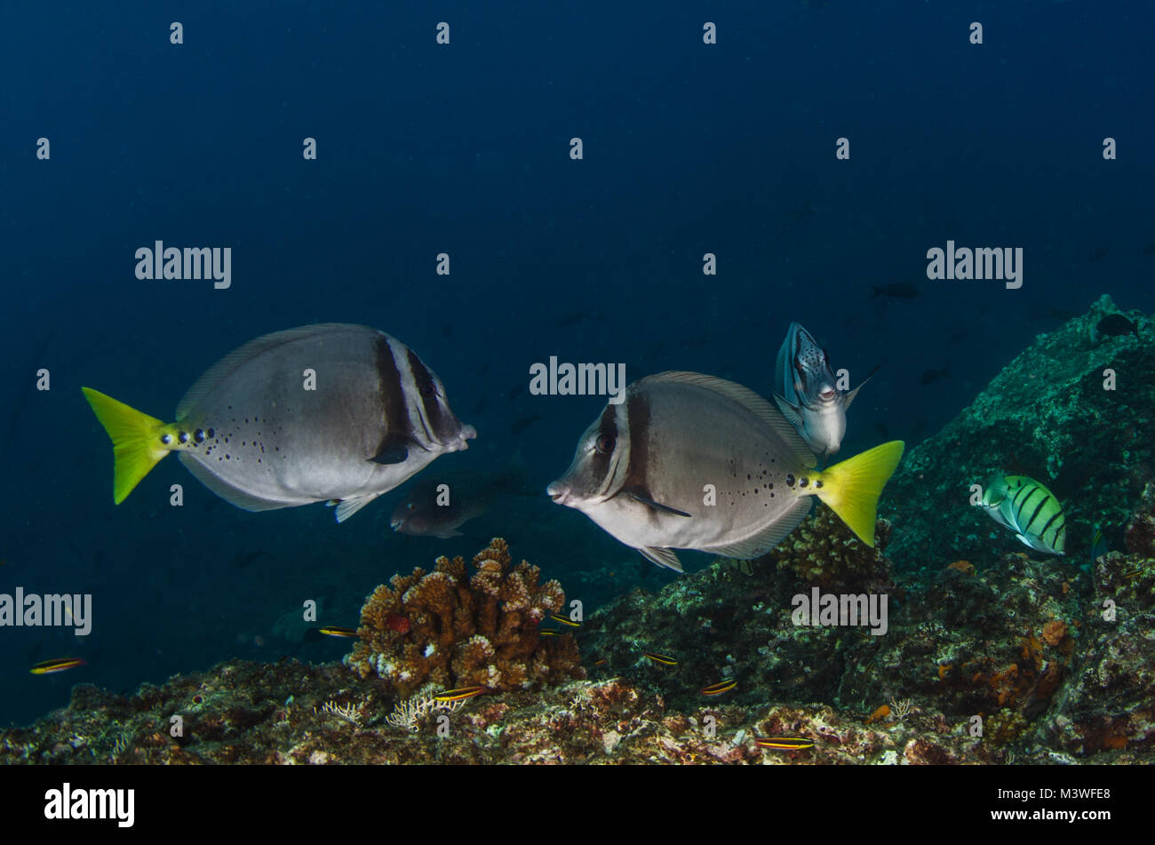 Dupliquer un rasoir, Prioniurus laticlavius, Acanthuridae, parc national de Coiba, Panama, le Centre de l'Océan Pacifique Banque D'Images