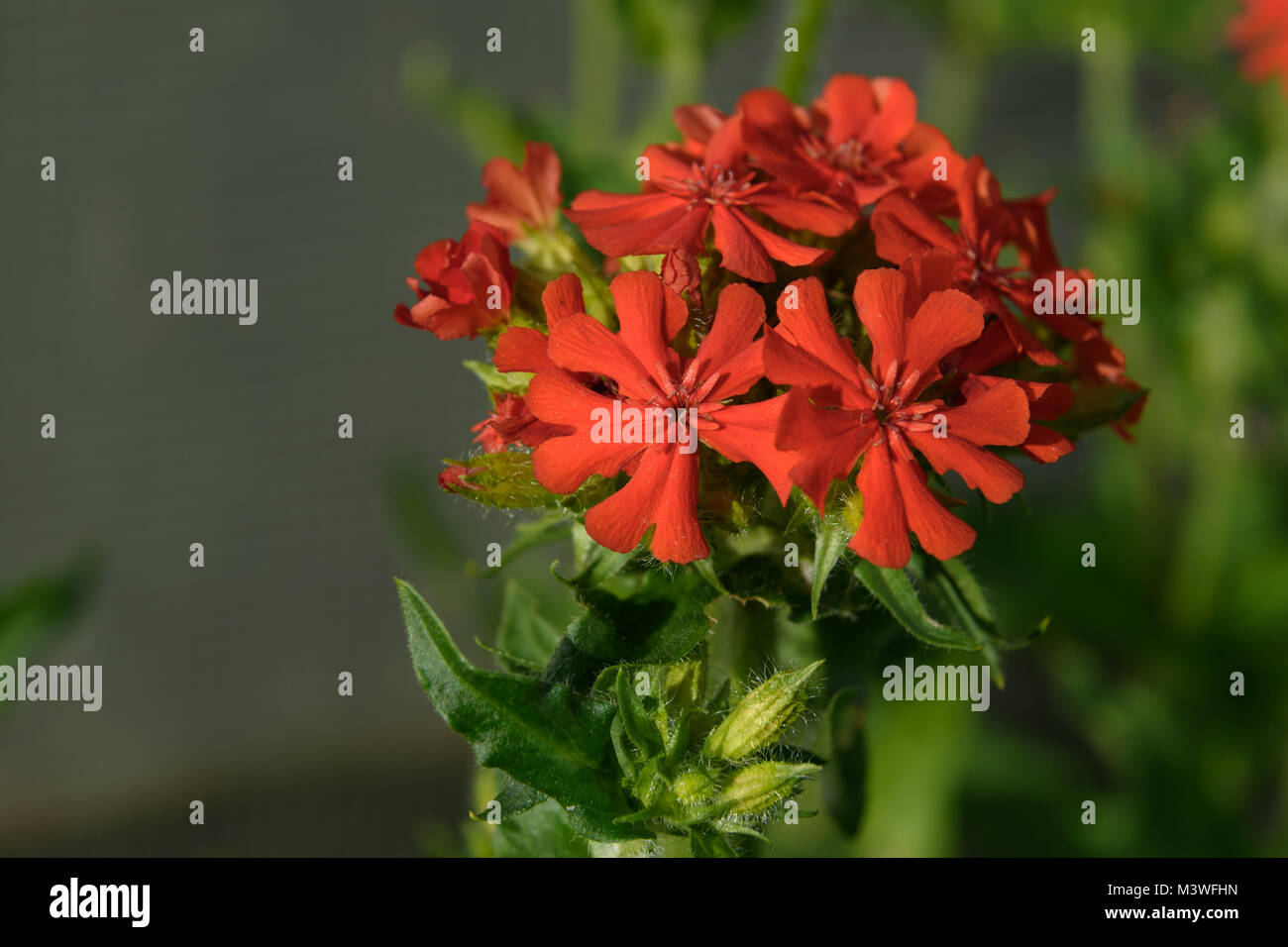 Lychnis chalcedonica rouge dans le jardin de fleurs Banque D'Images
