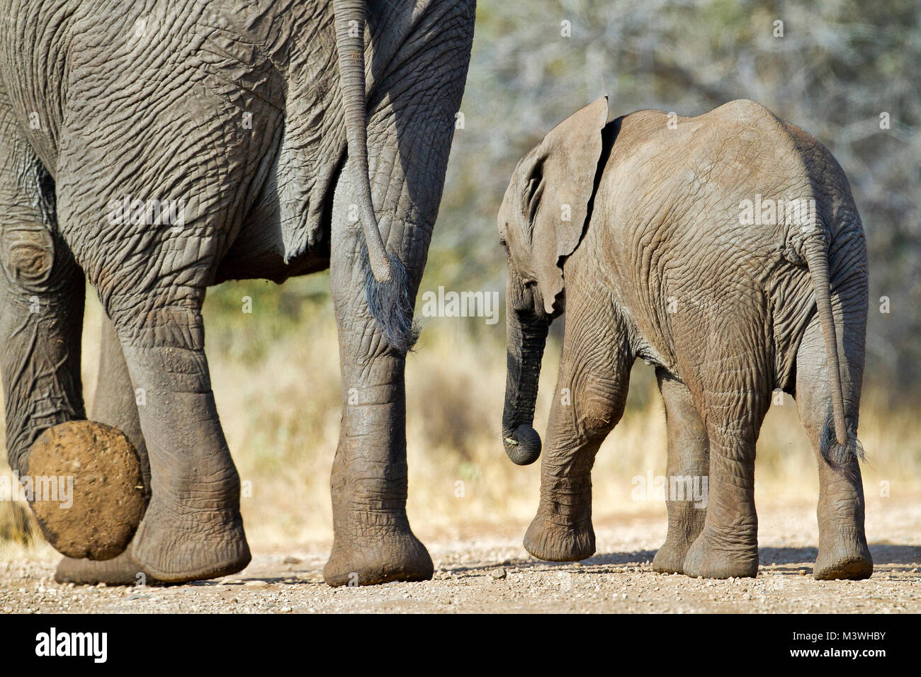 Vache veau et de l'éléphant en mouvement Banque D'Images