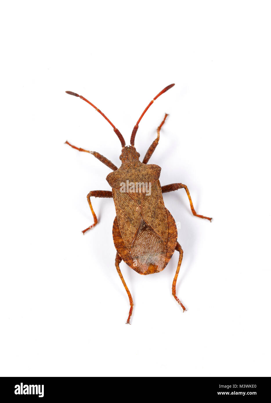 Bug, ou Dock Stink Bug, Coreus marginatus, Catbrook, Monmouthshire, Juillet Banque D'Images