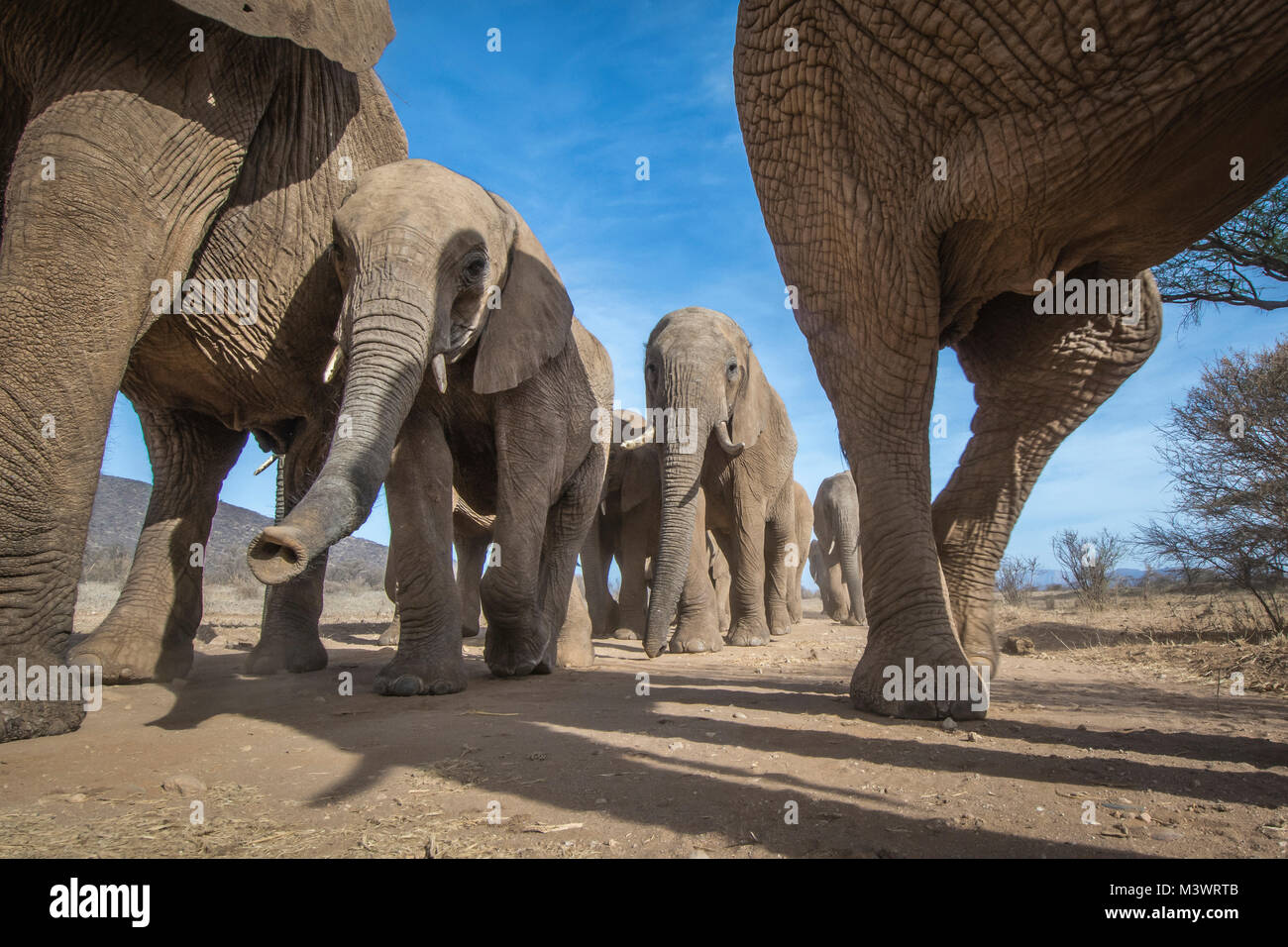 Un bas-angle shot d'un troupeau d'éléphants près le long d'un chemin de sable à Samburu National Reserve, Kenya Banque D'Images