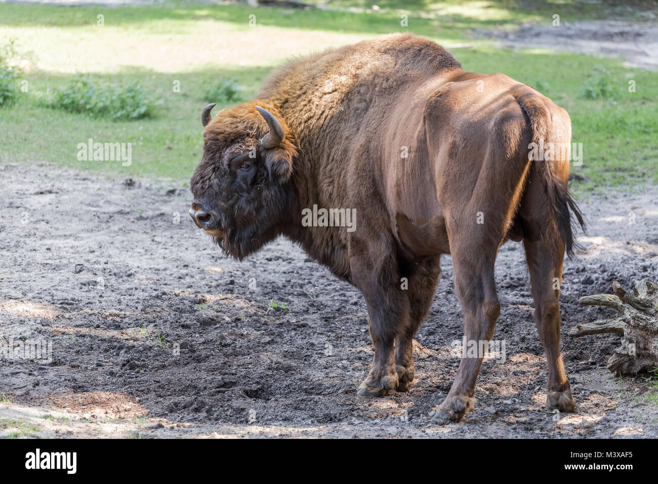 Shaggy grand auroch debout dans un demi-tour dans le pré Banque D'Images