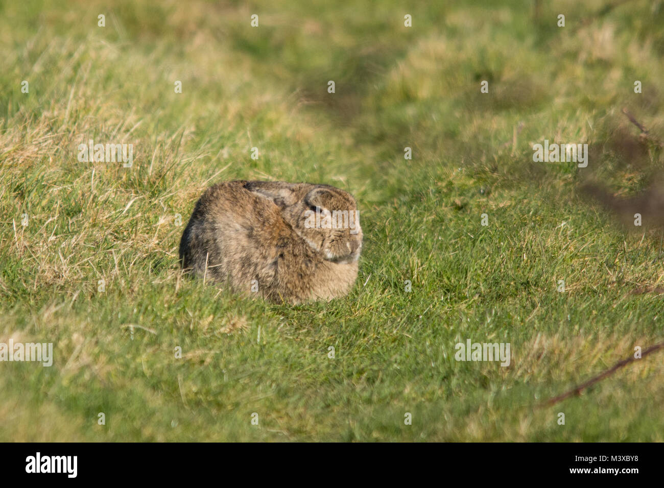 Lapin (Oryctolagus cuniculus) sur prairie, Royaume-Uni, par une journée d'hiver ensoleillée Banque D'Images