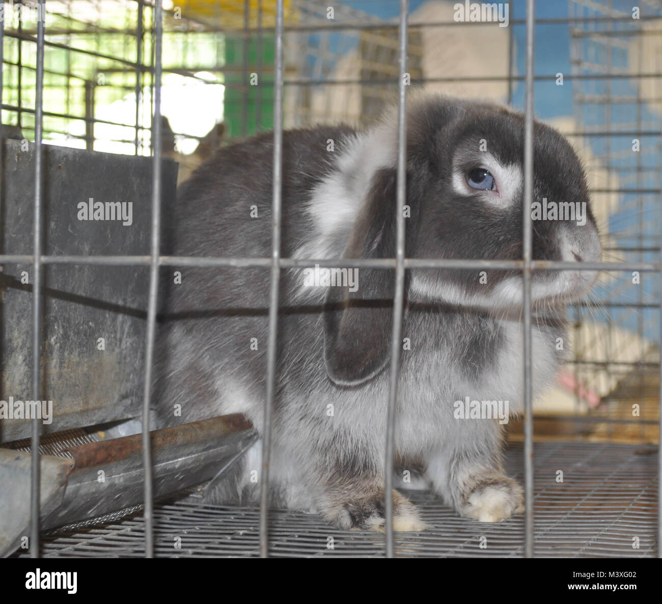 Lapin aux yeux bleus dans une cage Banque D'Images