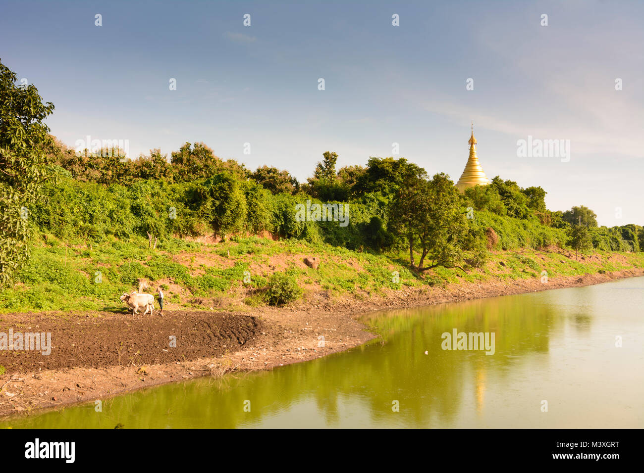Inwa (AVA) : lac, stupa, charrues, champ ox , région de Mandalay, Myanmar (Birmanie) Banque D'Images
