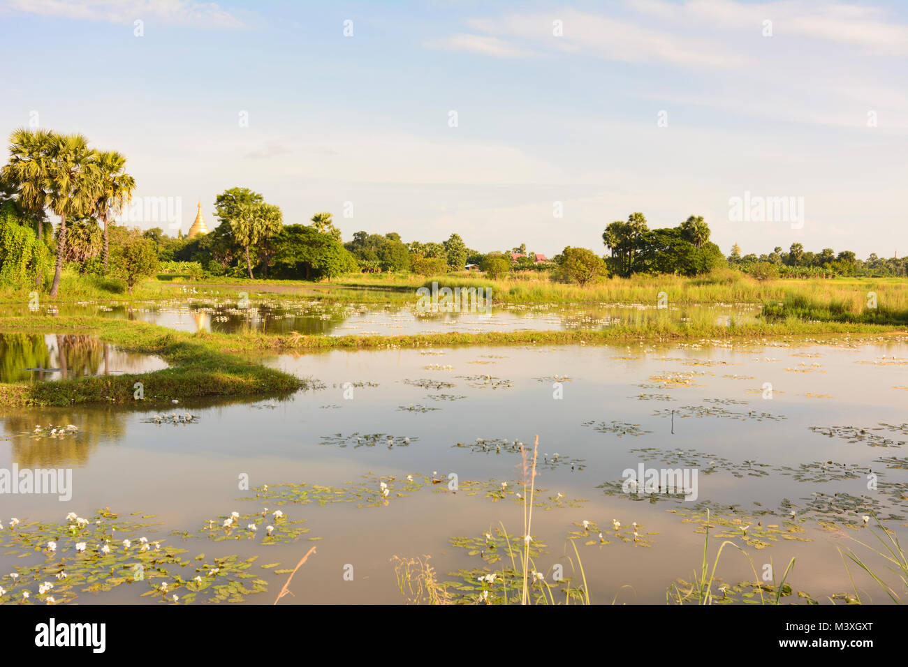 Inwa (AVA) : les zones humides, les stupa, , Région de Mandalay, Myanmar (Birmanie) Banque D'Images