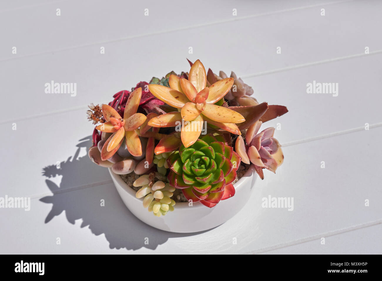 La composition des plantes succulentes dans un pot Banque D'Images