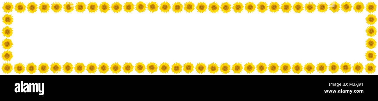 Cadre panoramique de fleurs de tournesol isolé sur fond blanc. Vue de dessus. Espace libre pour le texte. Banque D'Images