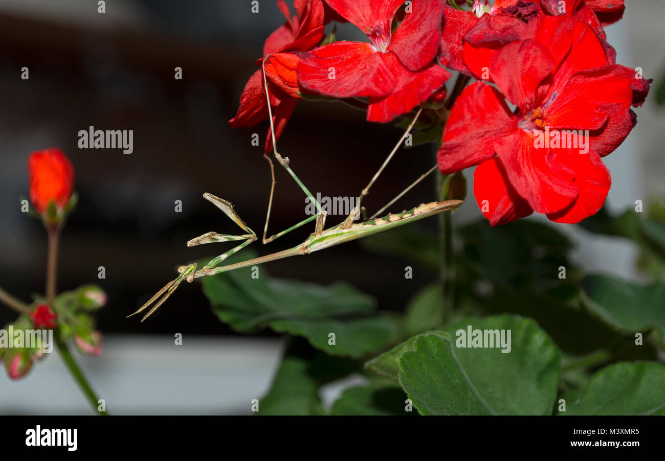 Macro d'une tête conique priant la mantis Empusa pennata pendaison à l'envers sur une fleur de géranium rouge Banque D'Images