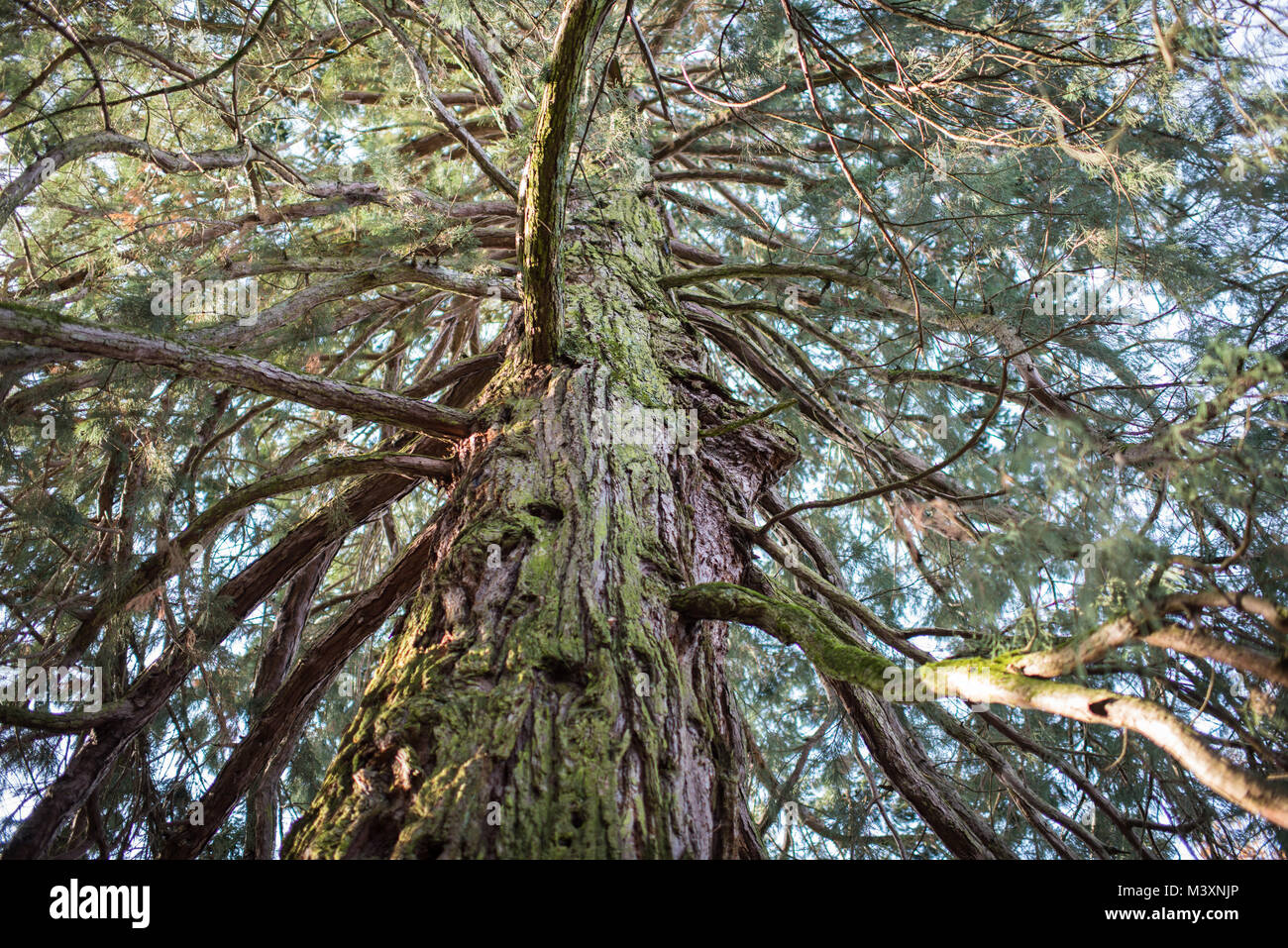 Arbre en bois rouge Banque D'Images