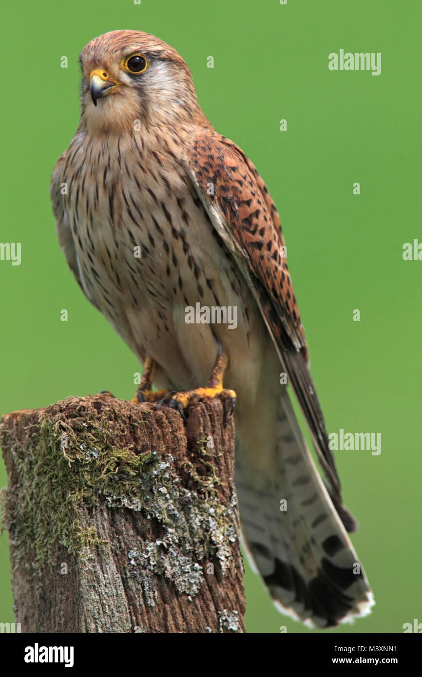 Crécerelle (Falco tinnunculus), perché, au Royaume-Uni. Banque D'Images