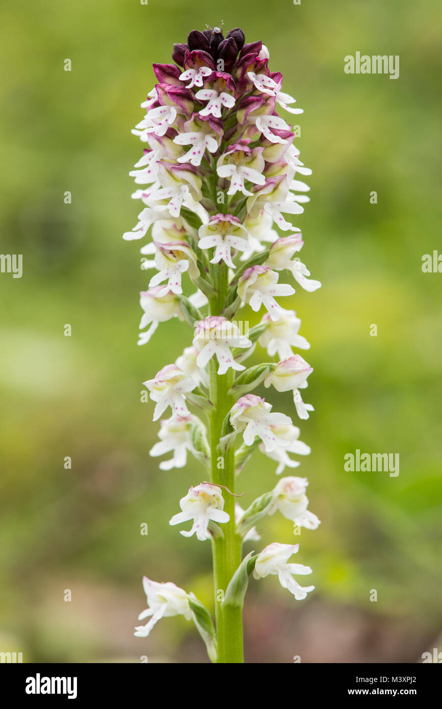 Holocauste astuce orchid dans une prairie de montagne de Picos de Europa, en Espagne. C'est une espèce rare en Grande-Bretagne, mais plus répandu sur le continent. Banque D'Images