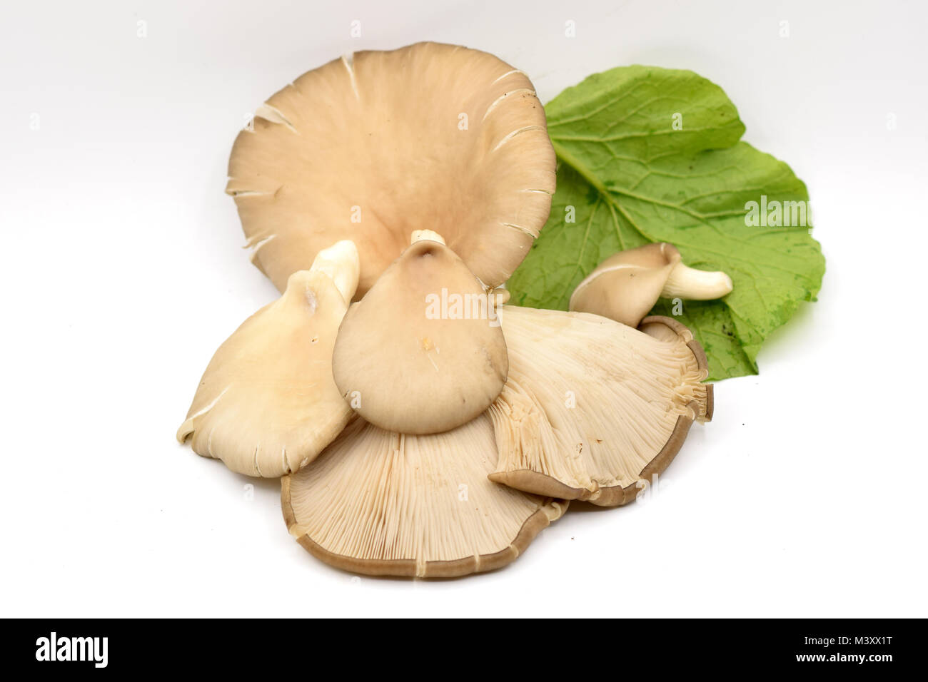 Faire revenir les champignons savoureux sur un fond blanc Banque D'Images