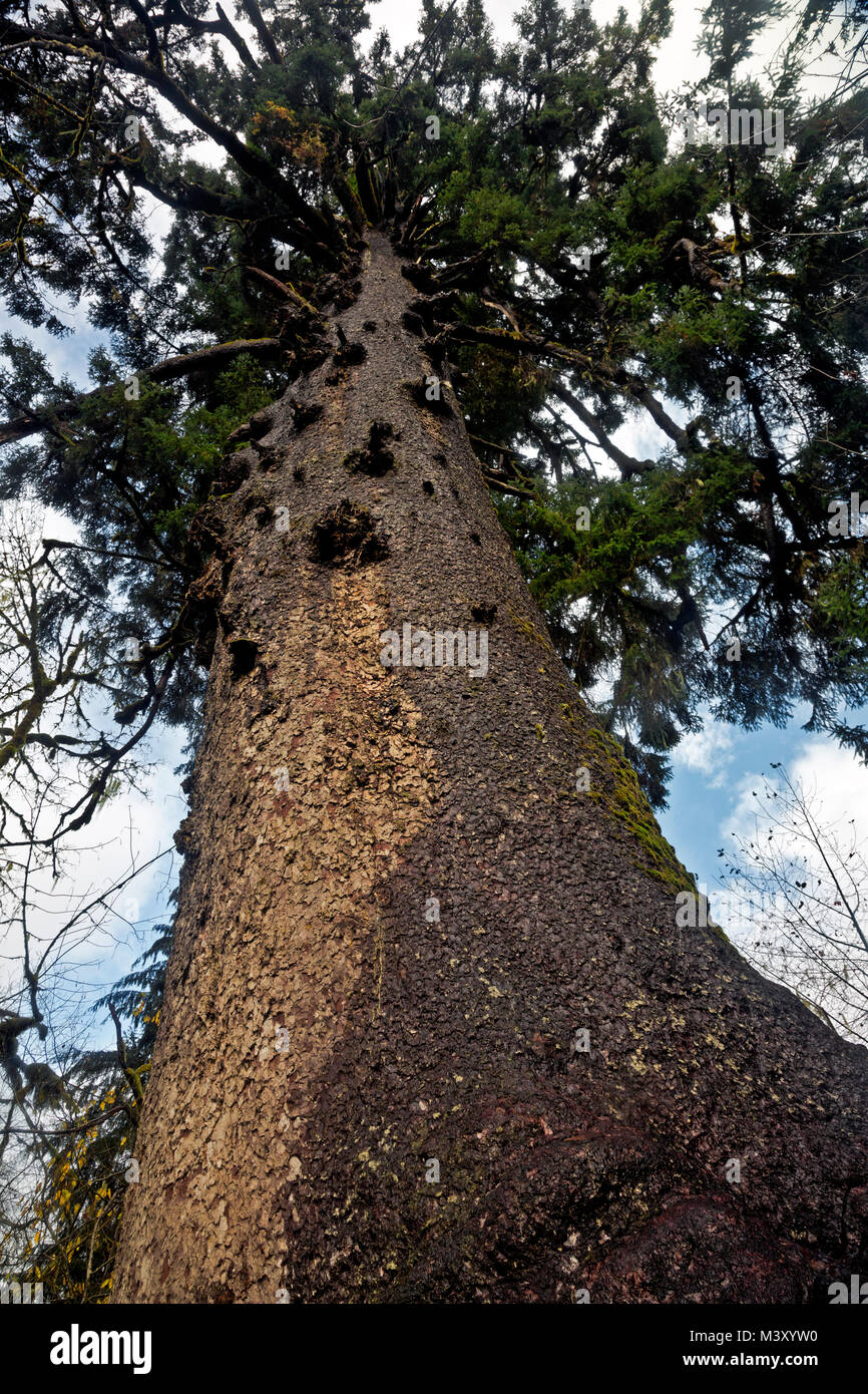 Plus grand arbre Épinette de Sitka situé dans la forêt tropicale Resort Village sur les rives du lac Quinault Banque D'Images