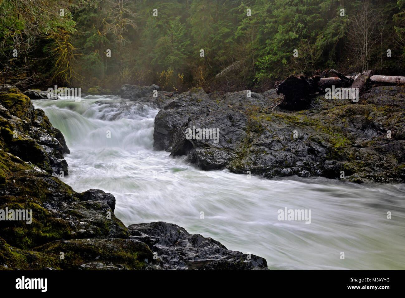 WA13354-00...WASHINGTON - Cascades du saumon sur la rivière Solduc Solduc dans le domaine de la forêt tropicale du Parc National Olympique. Banque D'Images