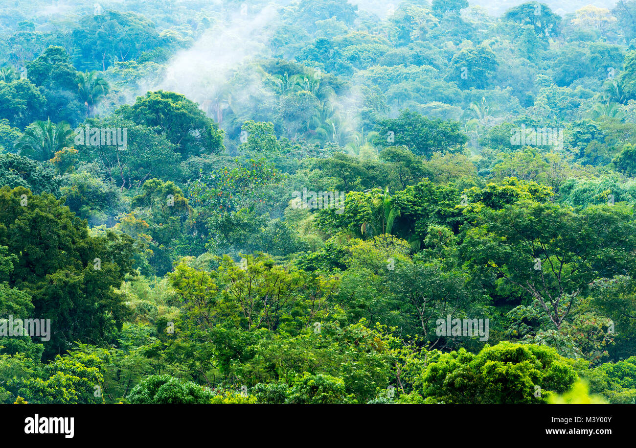 Pittoresque paysage de la jungle du Chiapas, Mexique Banque D'Images