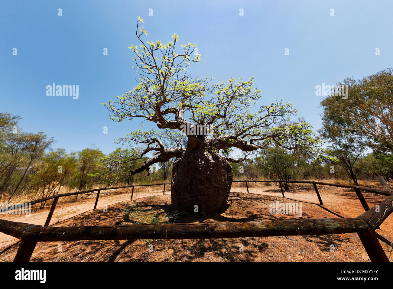 La Prison Boab Tree ( Adansonia digitata ), Derby, West Kimberley, Australie occidentale Banque D'Images