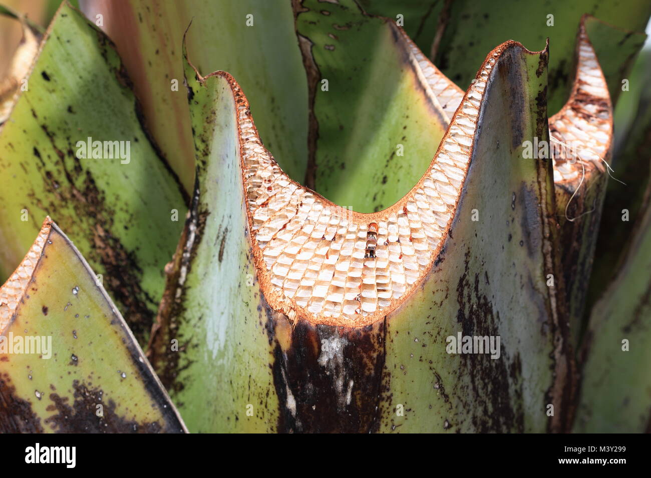 Close up image de l'Ensete ventricosum fraîchement coupés, tige feuille de bananier d'Abyssinie Banque D'Images