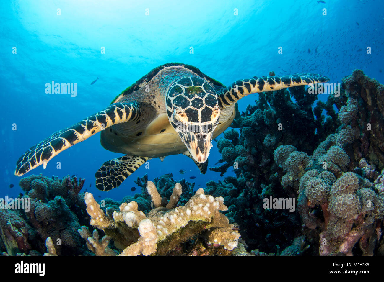 La tortue imbriquée les tortues de siège en Papouasie Nouvelle Guinée Banque D'Images