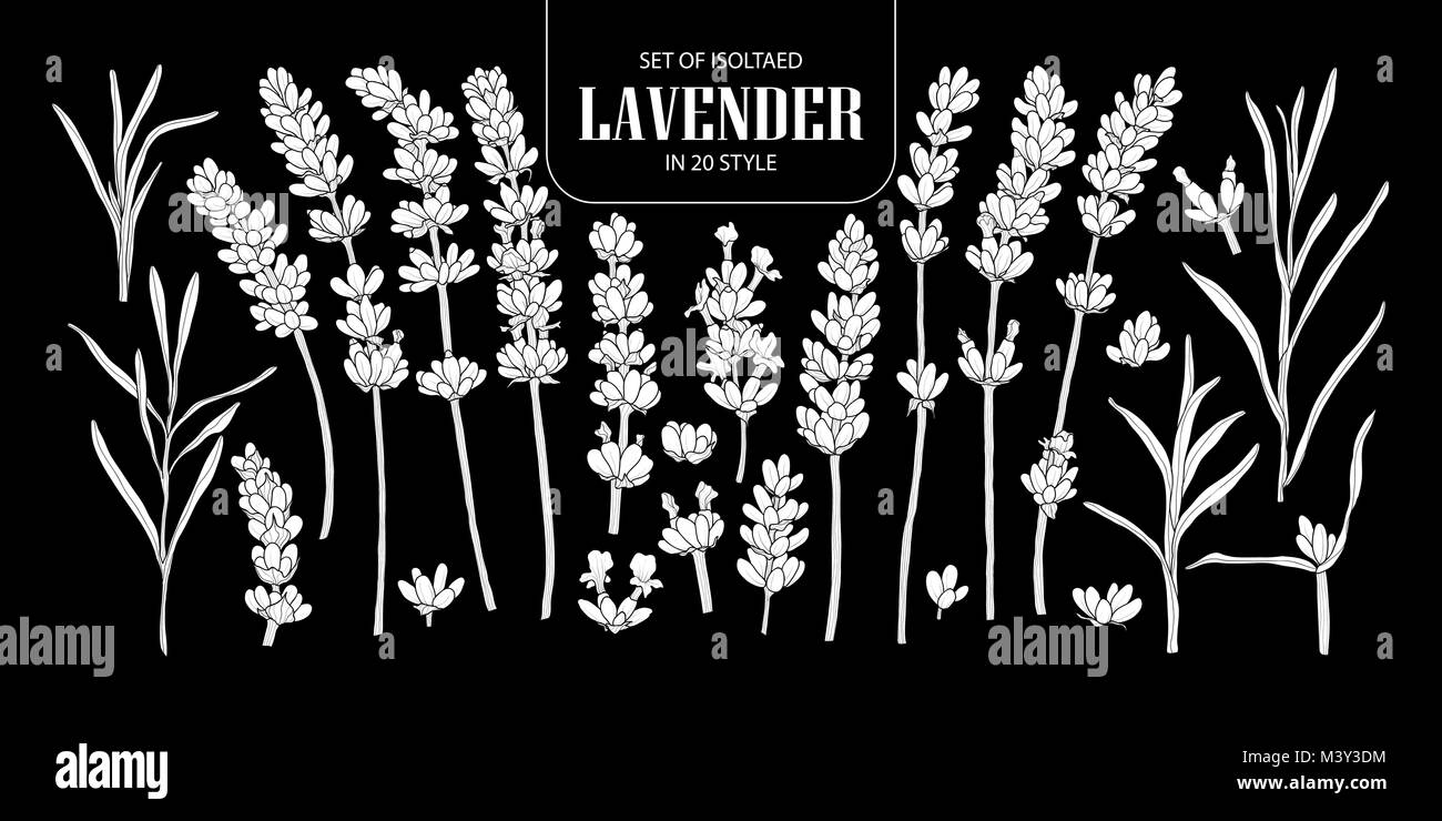Ensemble de la lavande en silhouette blanche isolée 20 styles. Cute vector illustration fleur dessiné à la main en avion blanc et sans contour sur fond noir. Illustration de Vecteur