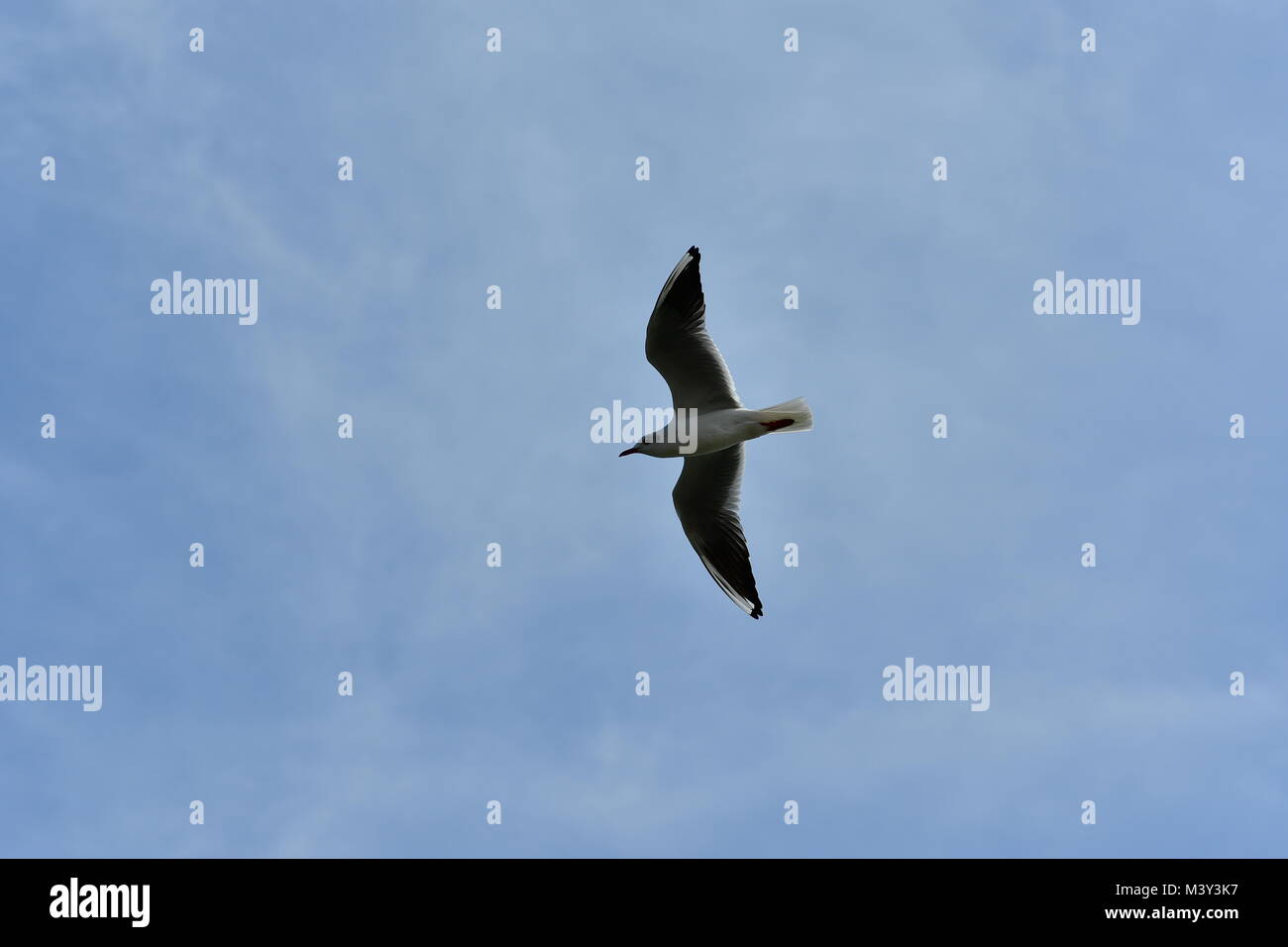 Les goélands sauvages libre en vol Banque D'Images
