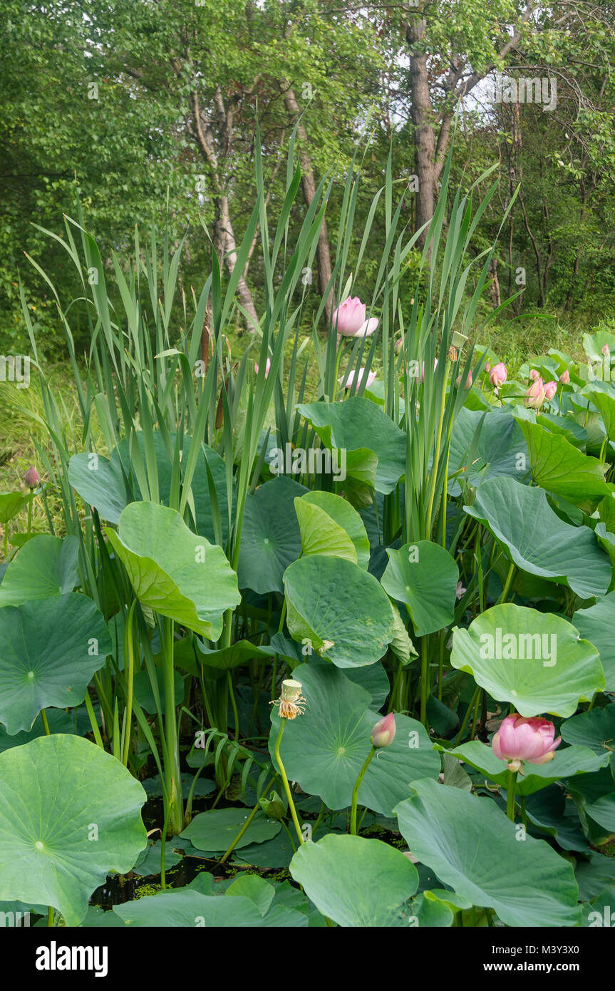 Lac de lotus. Un petit lac avec des lotus Banque D'Images